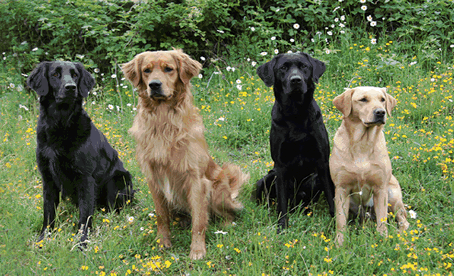 video of dogs working